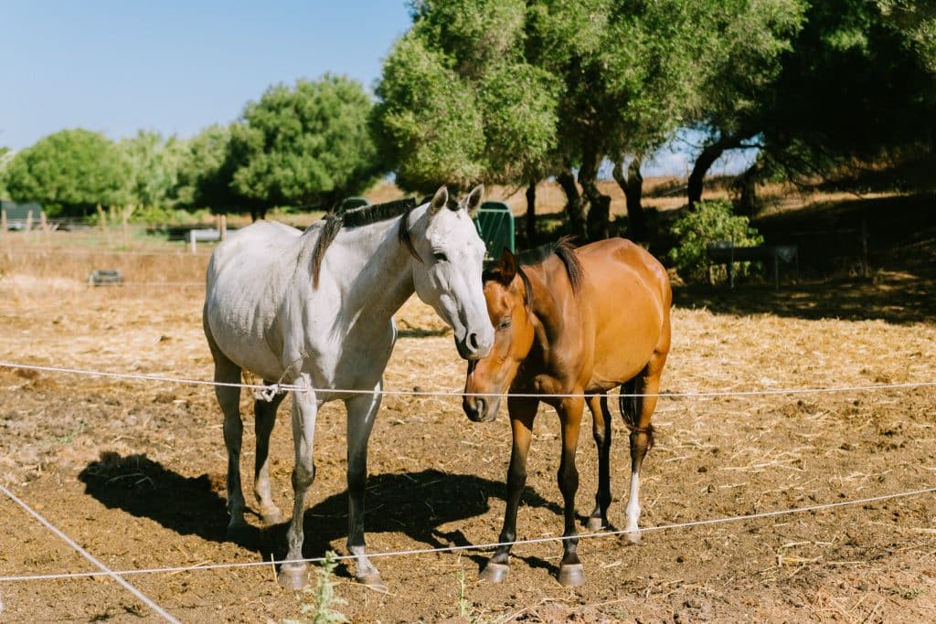 Dos caballos en un campo cercado