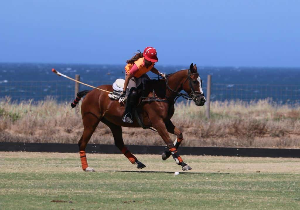 Caballos en estabulación en Trafalgar Polo Club, Vejer de la Frontera