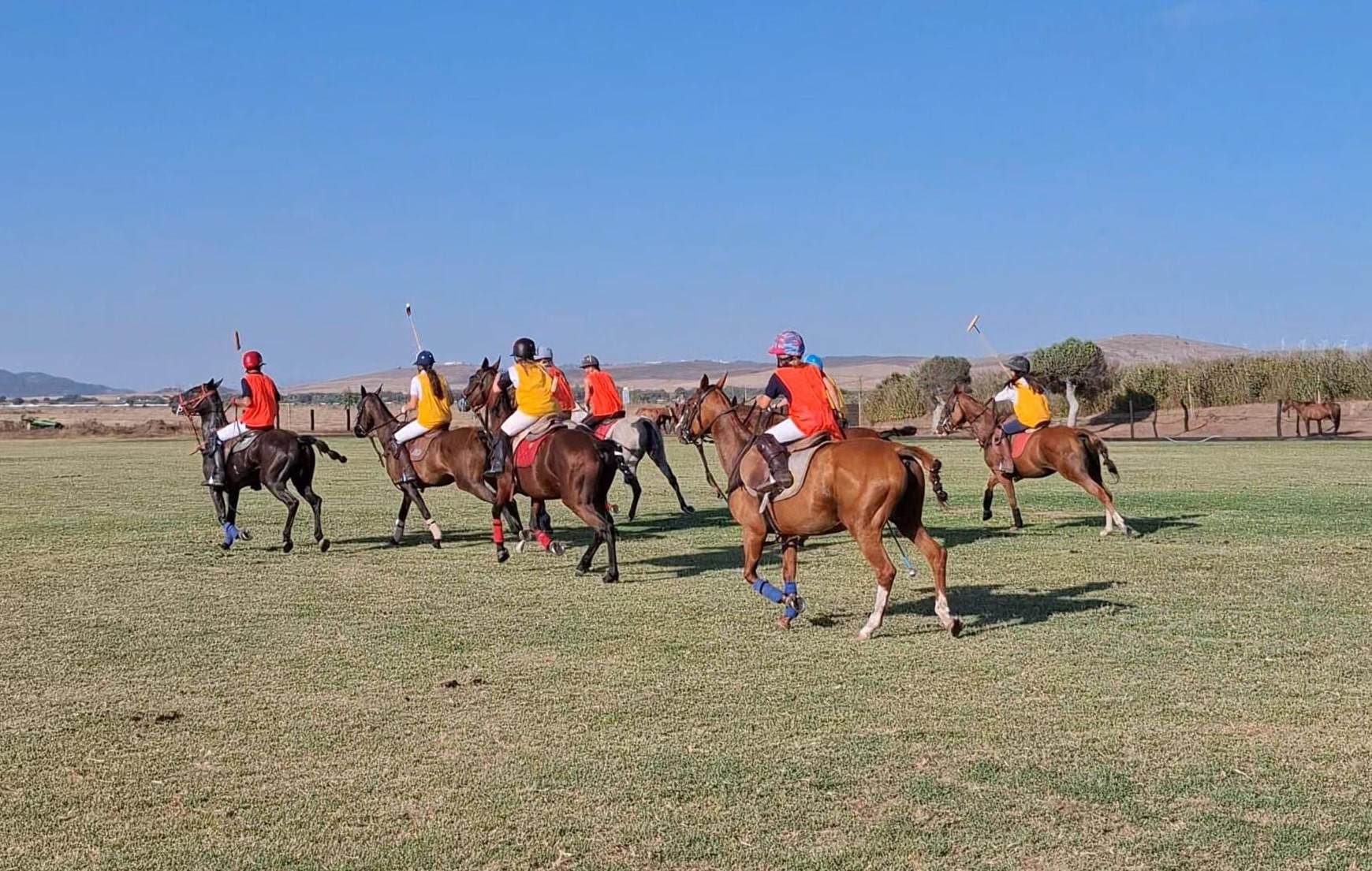 Caballos en estabulación en Trafalgar Polo Club, Vejer de la Frontera