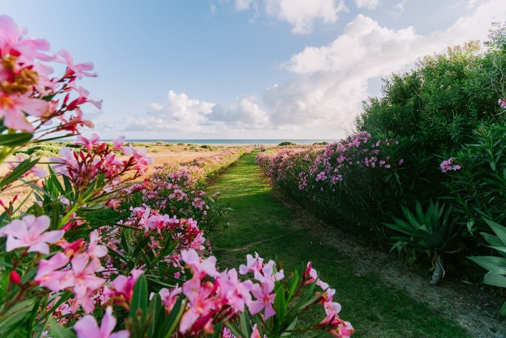 Camino rodeado de flores rosas hacia el mar